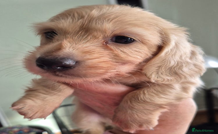 Miniature Dachshund dogs - Advert 1
