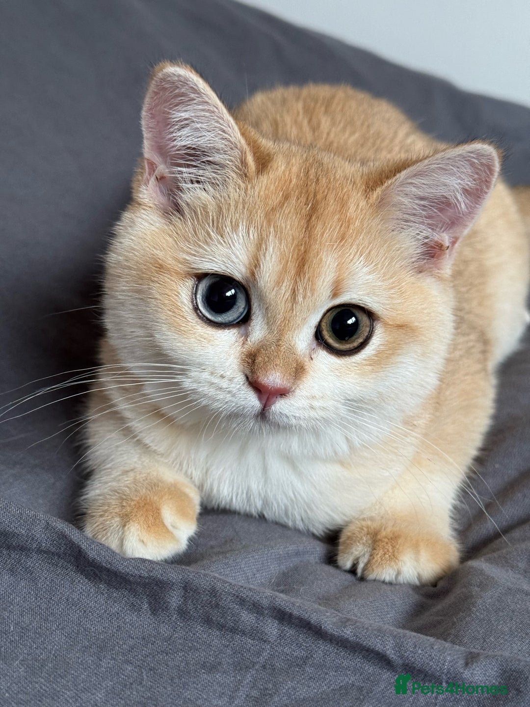 British Shorthair cats for sale: GCCF reg BSH Chocolate and Black Golden Kittens - Image 10
