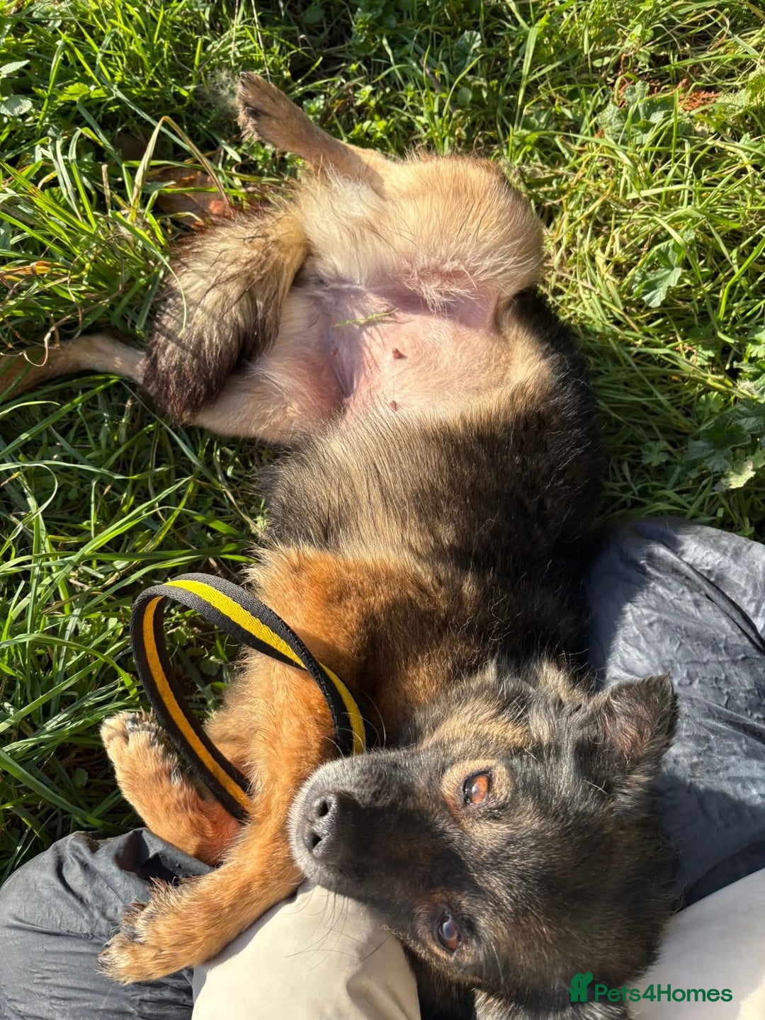 Mixed Breed dogs for adoption: Shona - Norwich Norfolk  - Advert 7