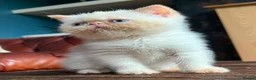 Exotic cats for sale: Last Remaining Colourpoint Exotic Boy - Advert 4