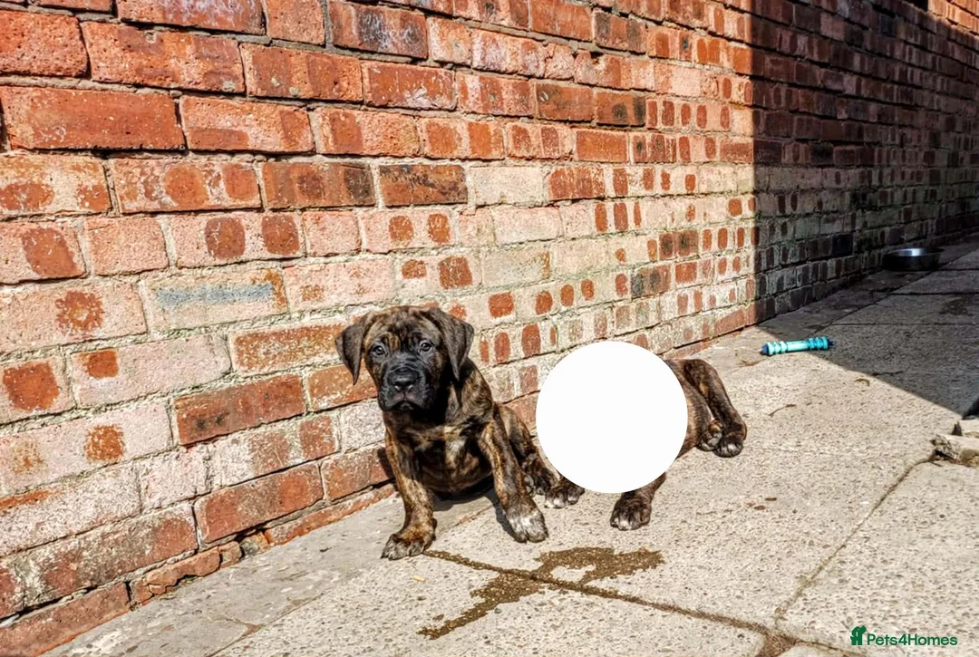 Mixed Breed dogs for sale: Serena 3 Month Old - Advert 6