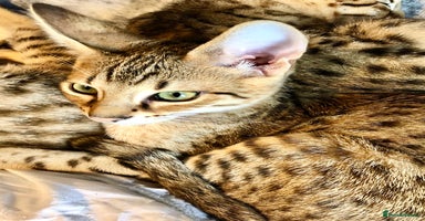 Savannah cats - Advert 16