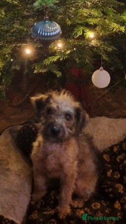 Lakeland Terrier dogs Lakeland terrier girl - Advert 2