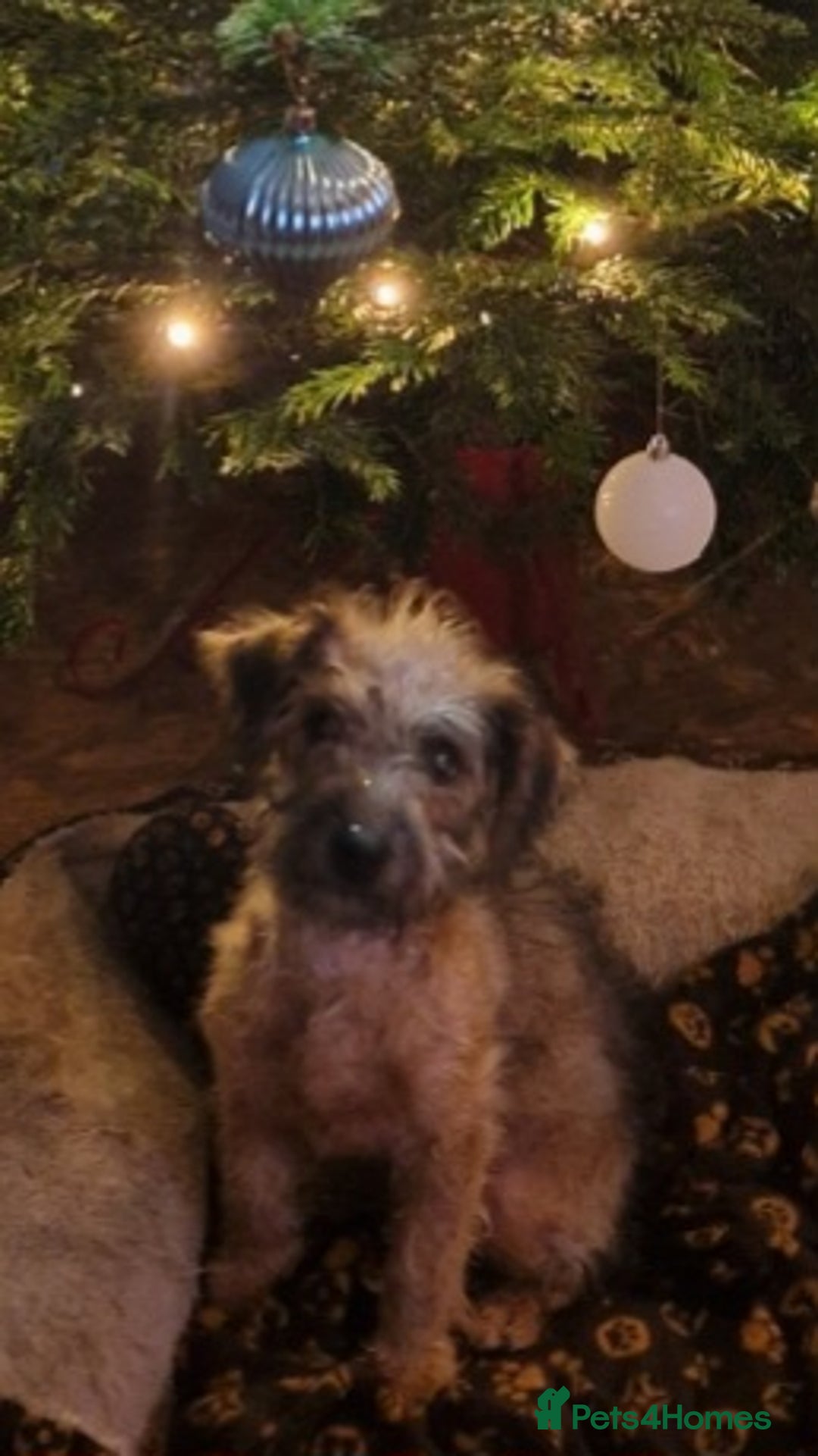 Lakeland Terrier dogs for sale: Lakeland terrier girl - Advert 1