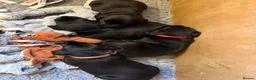 Labrador Retriever dogs for sale: Two Black KC Reg Labrador bitches from litter  in Yelverton - Advert 7