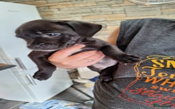 Staffordshire Bull Terrier dogs for sale: Mrs v e collier  - Image 3
