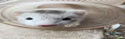 Ferret rodents for sale: Ferrets for sale in Birkenhead - Advert 12
