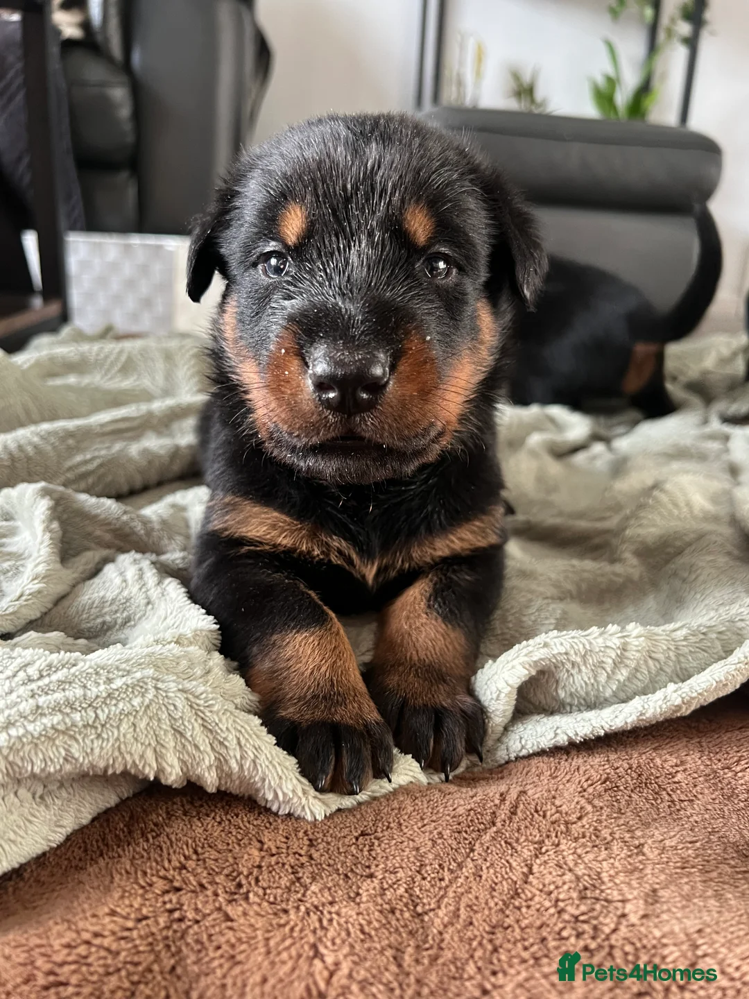 Mixed Breed dogs for sale: Adorable Doberman & Beauceron puppies for sale - Advert 14