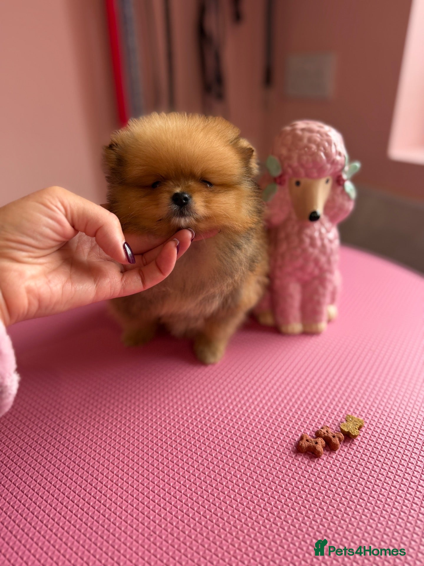 Pomeranian dogs for sale: Champion Line KC registered  - Advert 1