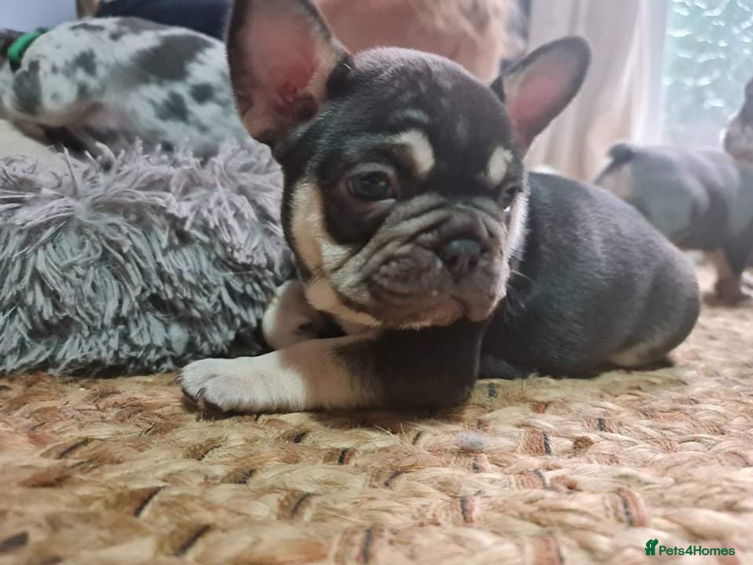 French Bulldog dogs for sale: Betty  - Image 4
