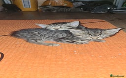 Bengal cats for sale: Mixed bengal kittens   - Image 14