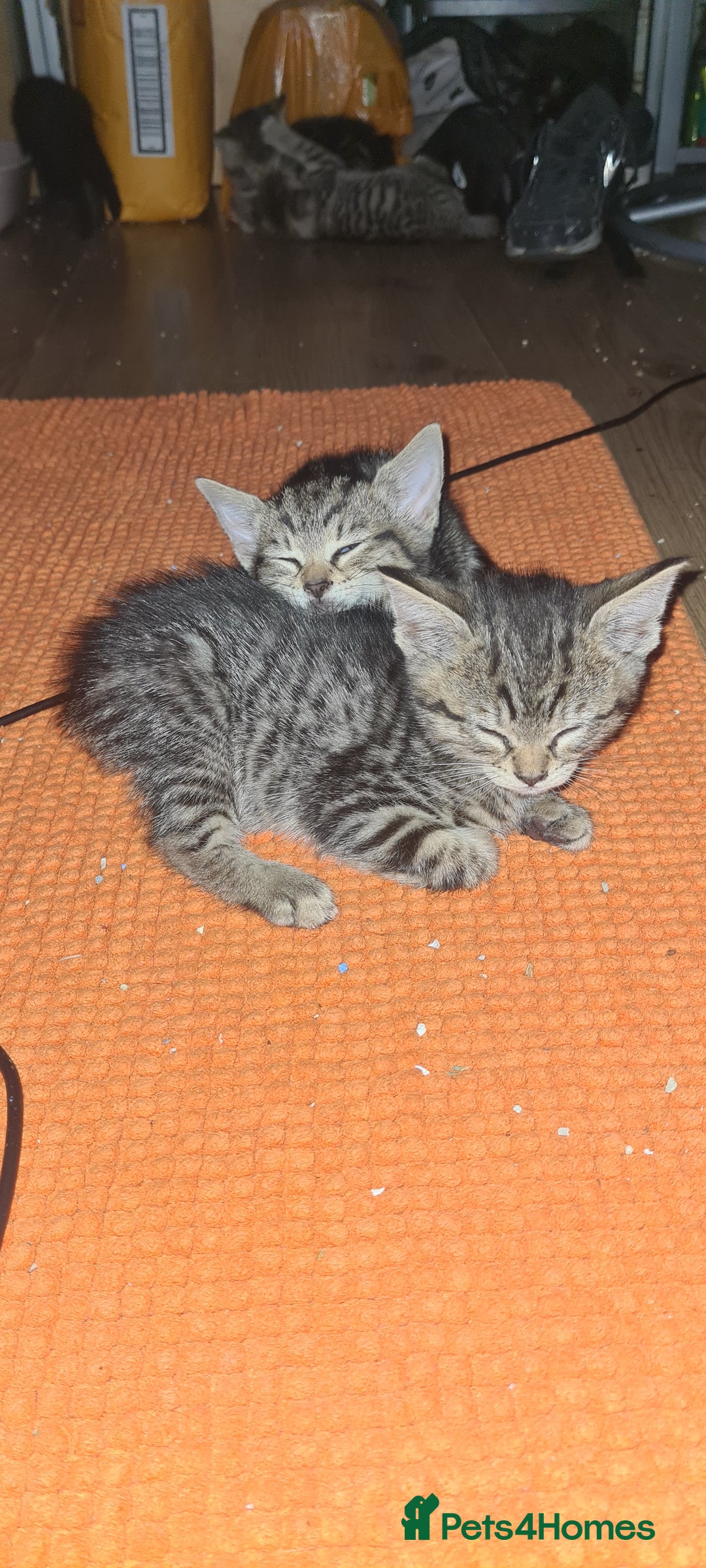 Bengal cats for sale: Mixed bengal kittens   - Image 14