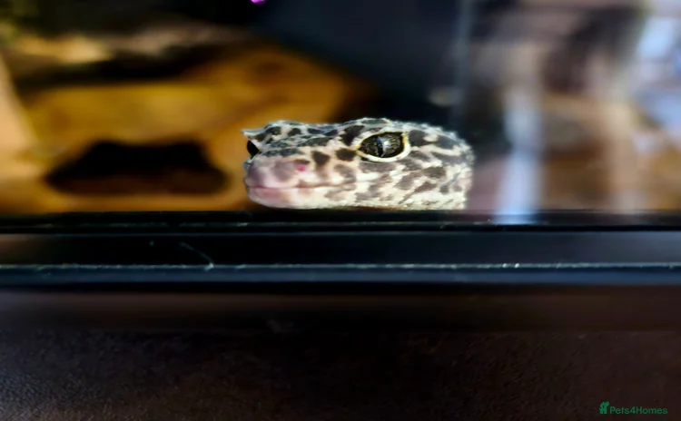Leopard Gecko reptiles - Advert 1