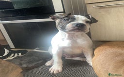 Mixed Breed dogs for sale: Last boy ready to go  - Image 3