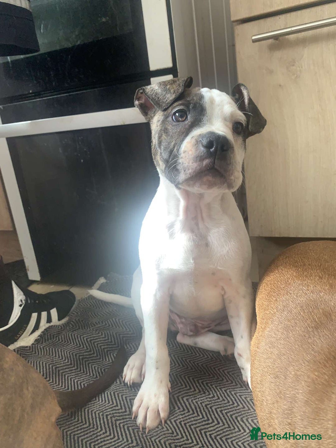 Mixed Breed dogs for sale: Last boy ready to go  - Image 3