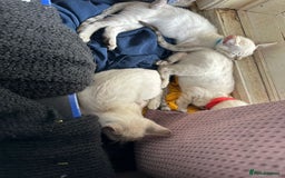 Bengal cats for sale: Blue Eyes Snow Lynx Bengal Kittens - Image 18