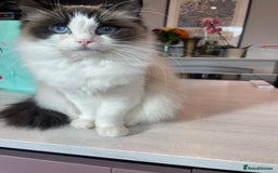 Ragdoll cats for sale: Seal Bicolour Ragdoll - Image 1