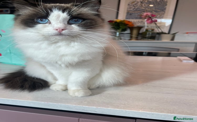 Ragdoll cats - Advert 2