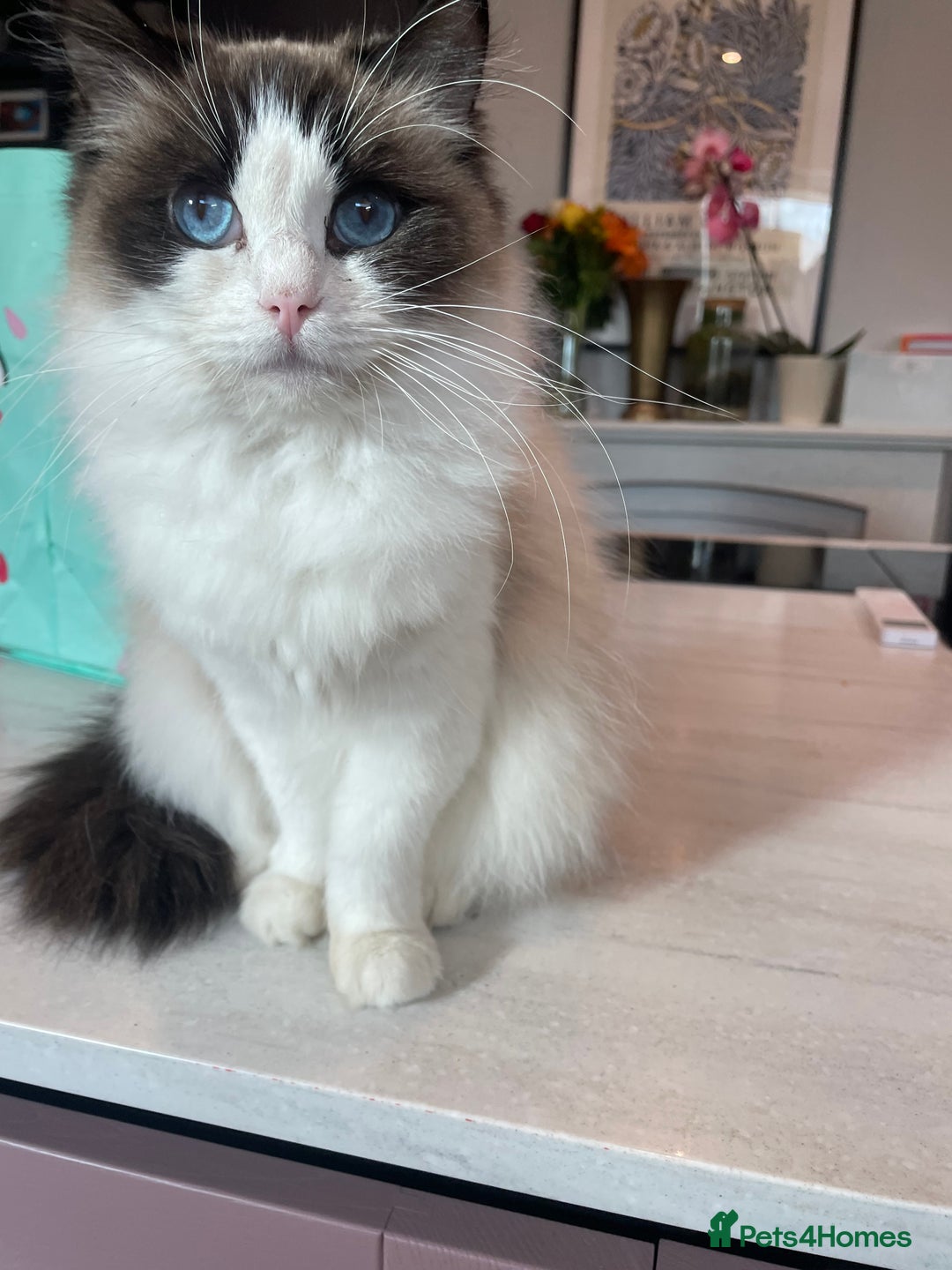 Ragdoll cats for sale: Seal Bicolour Ragdoll - Image 1