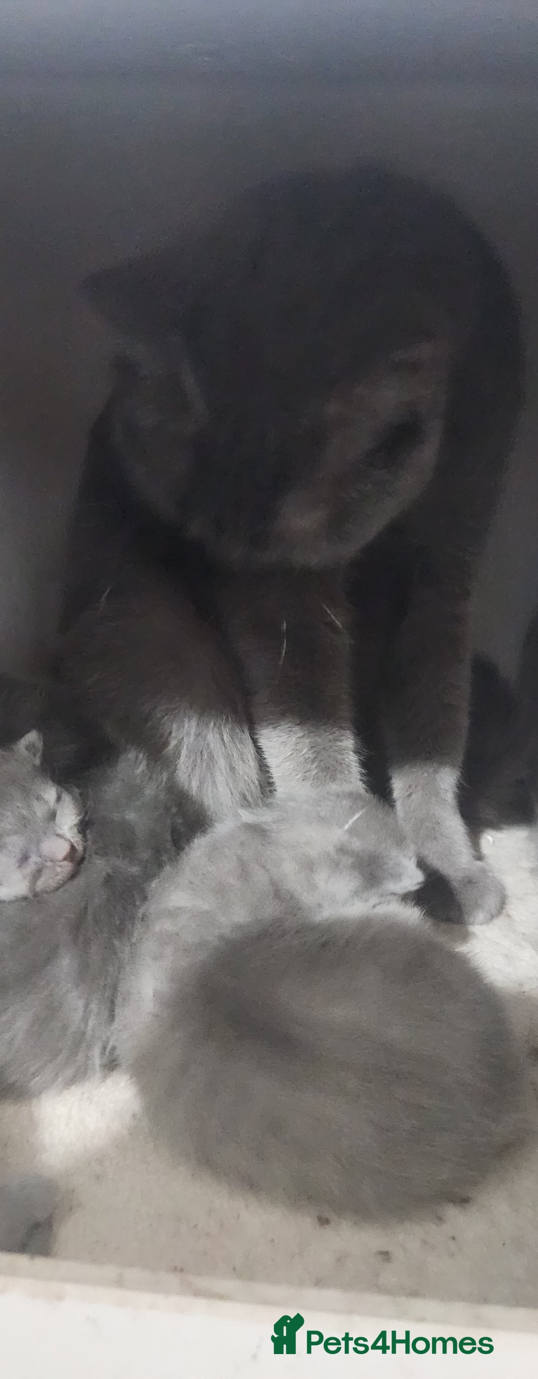 Russian Blue cats for sale: Pure Russian blue kittens  - Image 6