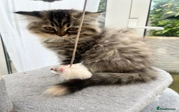 Persian cats for sale: 2 gorgeous Persian kits - Image 3