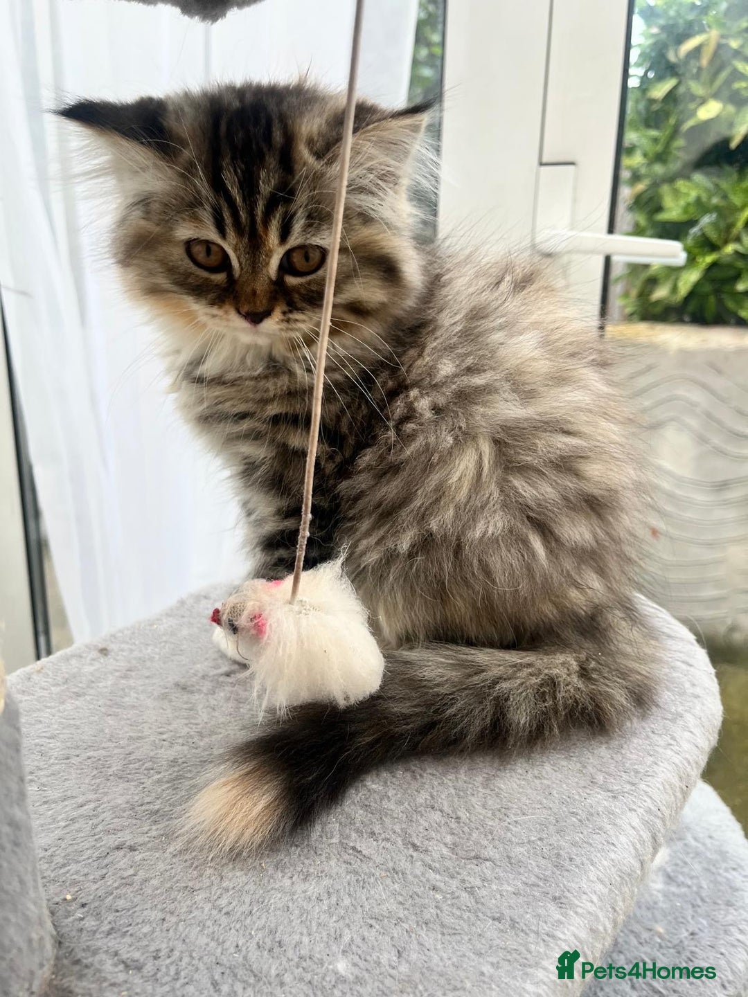Persian cats for sale: 2 gorgeous Persian kits - Image 3