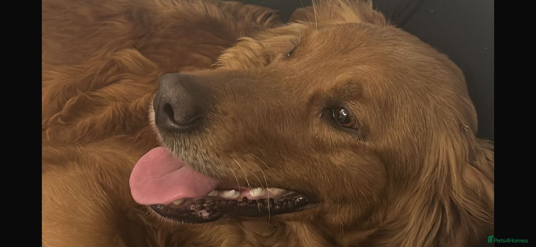 Mini Goldendoodle dogs F1 MINI GOLDENDOODLES  - Advert 2