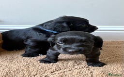 Cocker Spaniel dogs for sale: Stunning cocker spaniel puppies  - Image 11