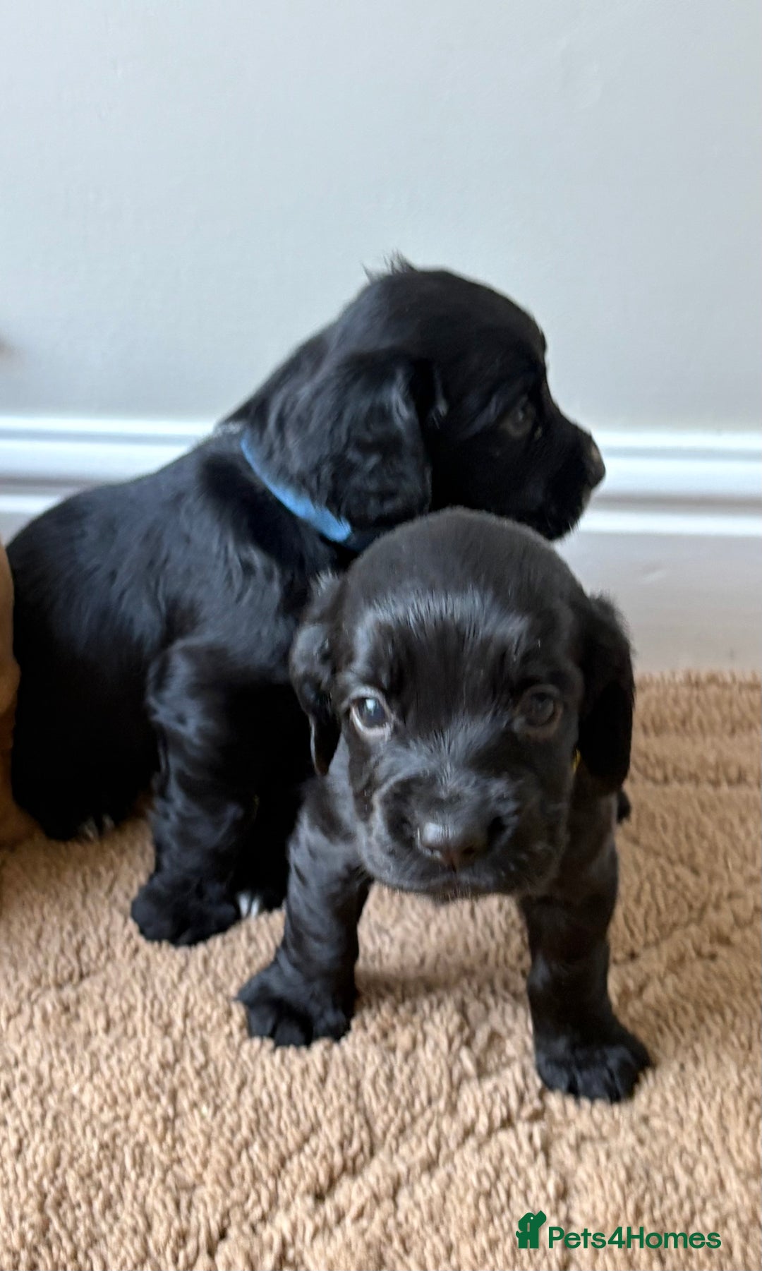 Cocker Spaniel dogs for sale: Stunning cocker spaniel puppies  - Image 11