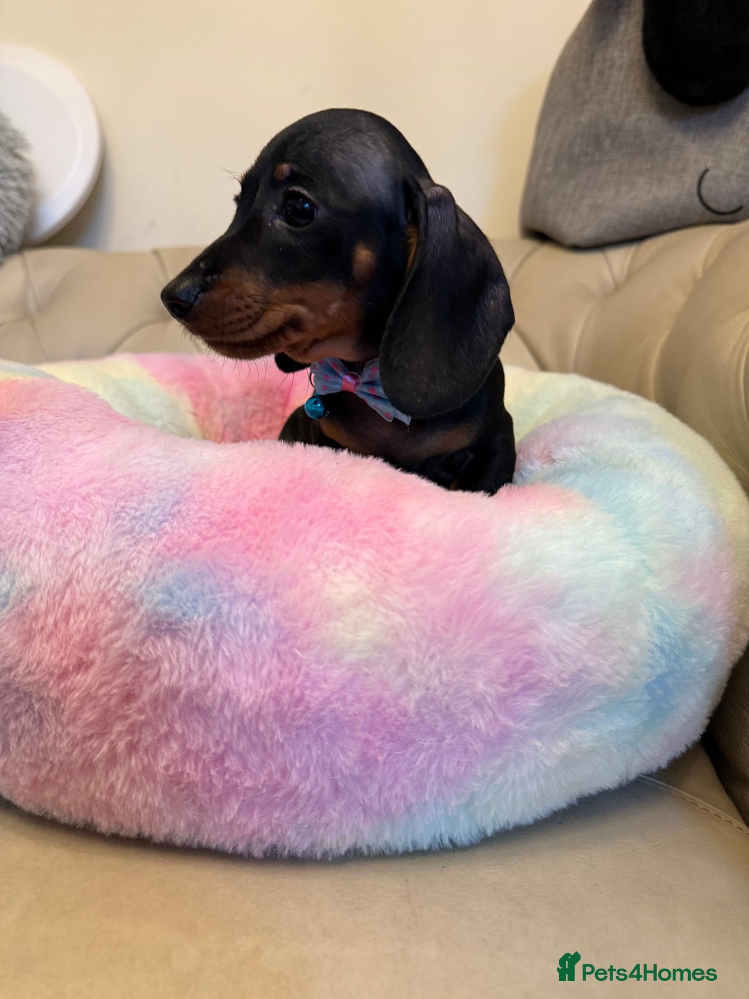 Miniature Dachshund dogs for sale: Miniature Dachshund Male Black & Tan Puppy  - Image 7