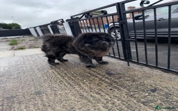 Chow Chow dogs for stud: MR CHOW - Black merl - Image 5