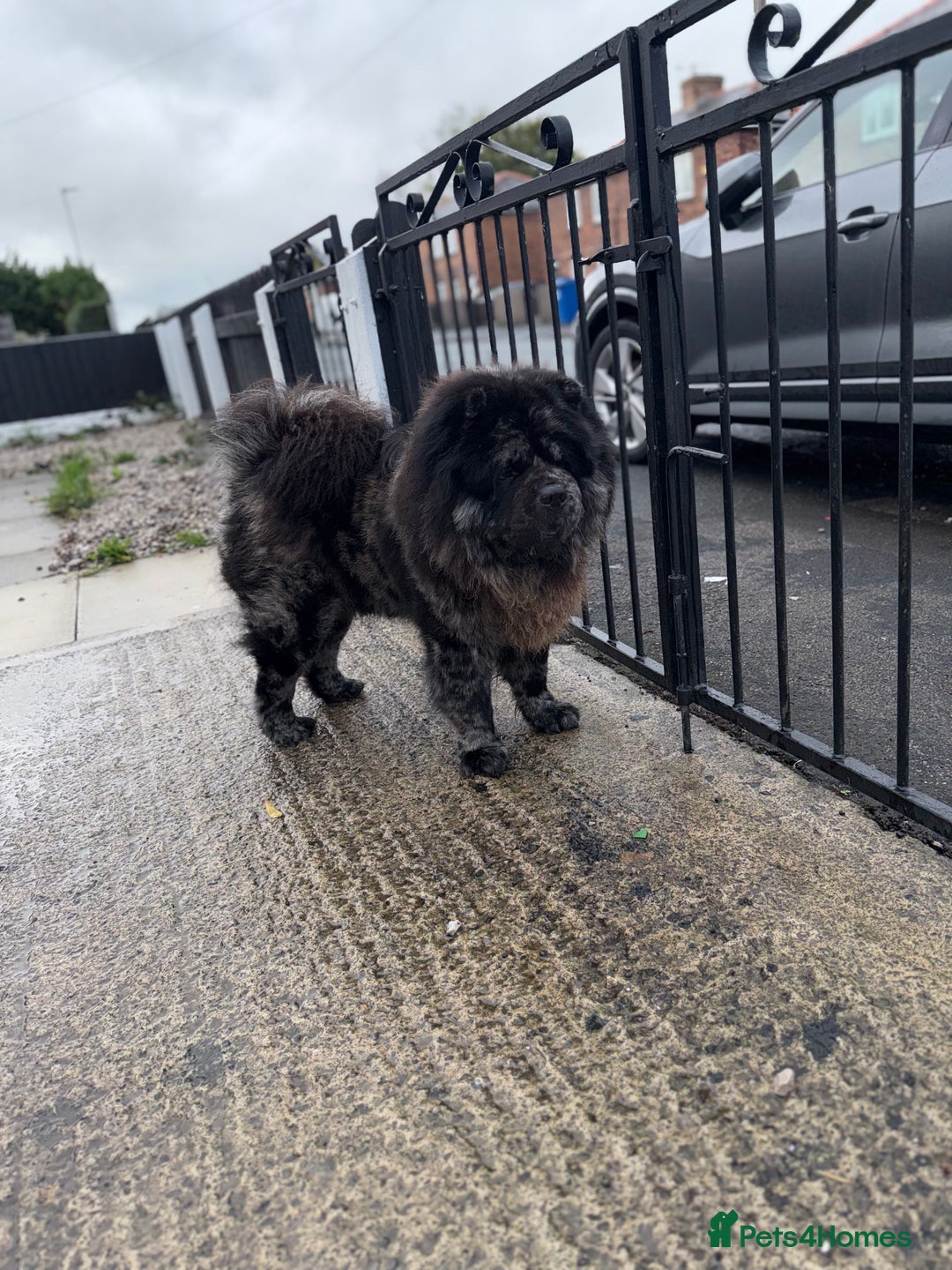 Chow Chow dogs for stud: MR CHOW - Black merl - Image 5