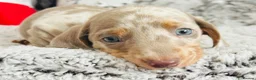 Miniature Dachshund dogs for sale: Beautiful miniature dachshund puppies - Advert 32