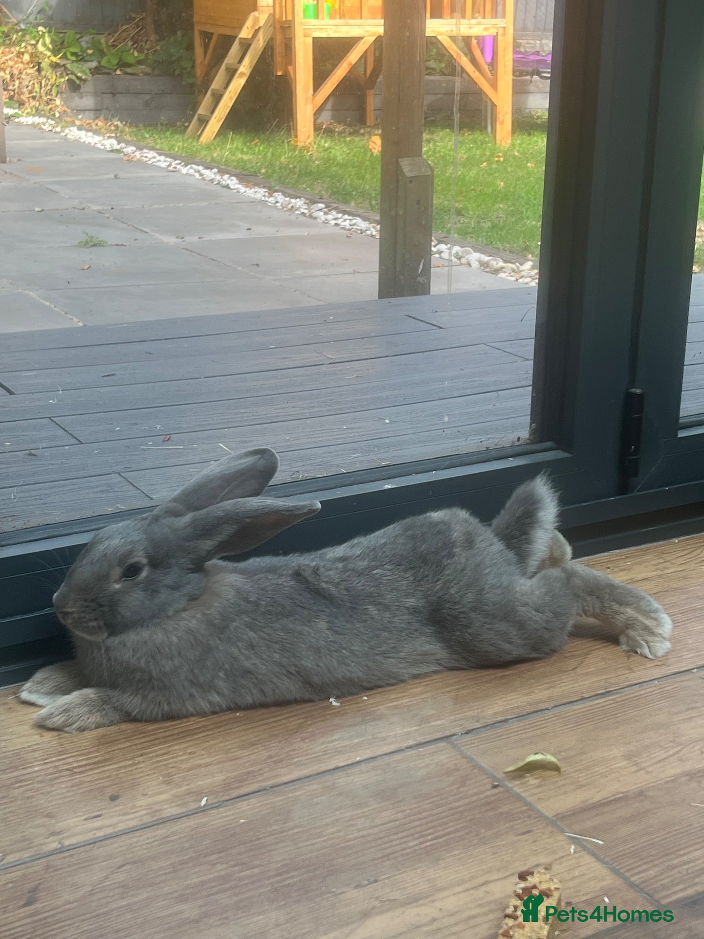 Mixed Breed rabbits for sale: 2 Beautiful Rabbits for sale  - Advert 1