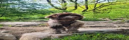 Cockapoo dogs for sale: 10 month old Cockapoo  in Crediton - Advert 10