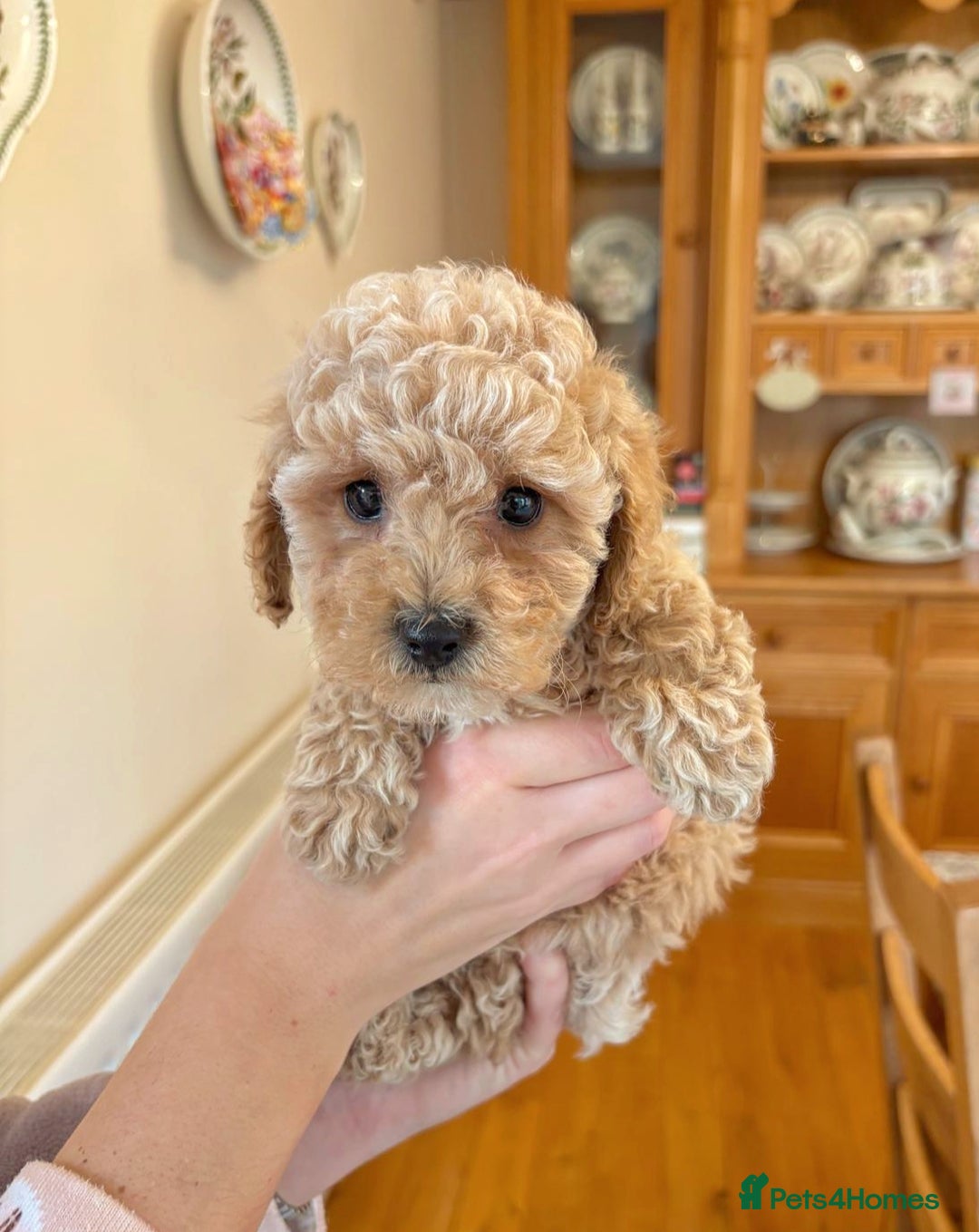 Toy Poodle dogs for sale: Stunning Toy Poodles  - Advert 5