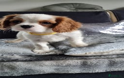 Cavalier King Charles Spaniel dogs for sale: Cavaliers King Charles spaniels - Image 13