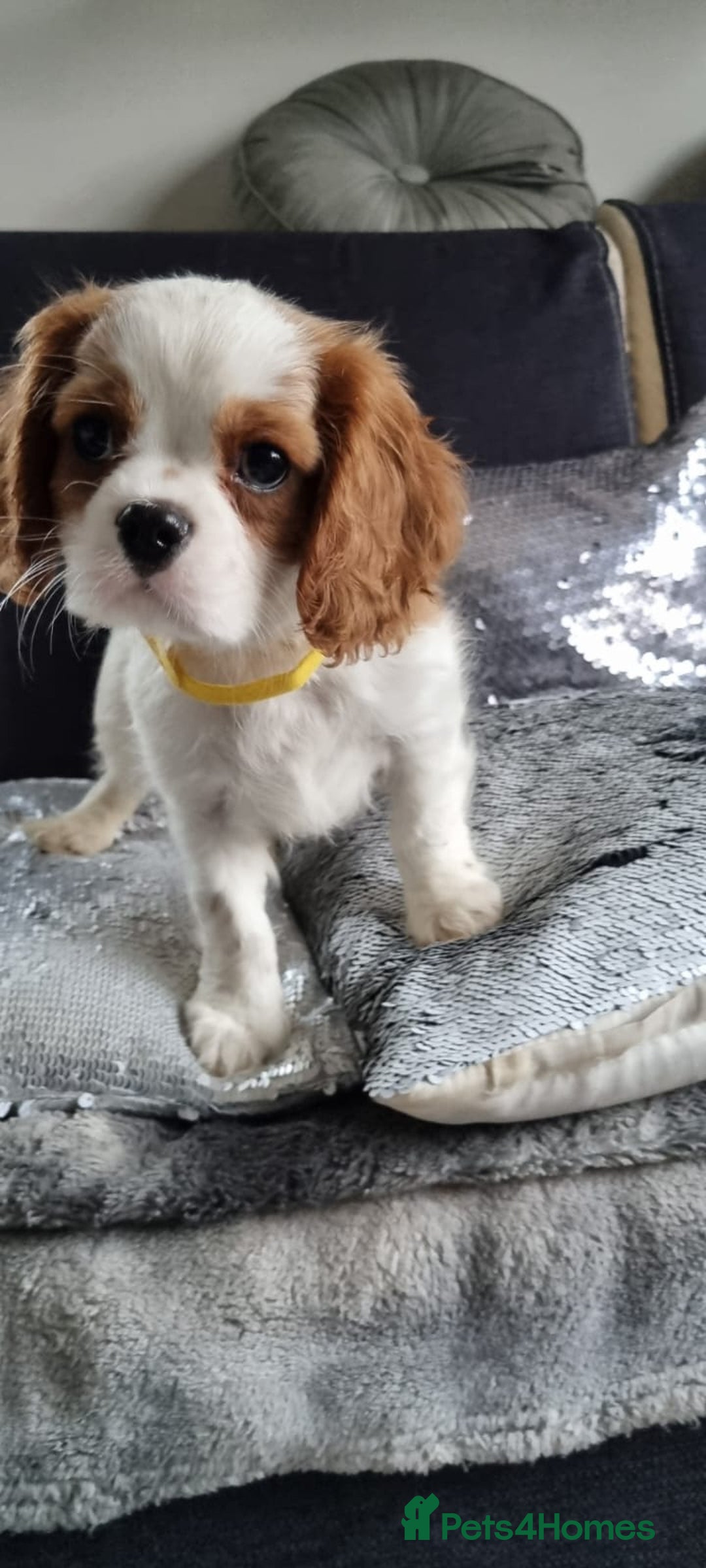 Cavalier King Charles Spaniel dogs for sale: Cavaliers King Charles spaniels - Image 13