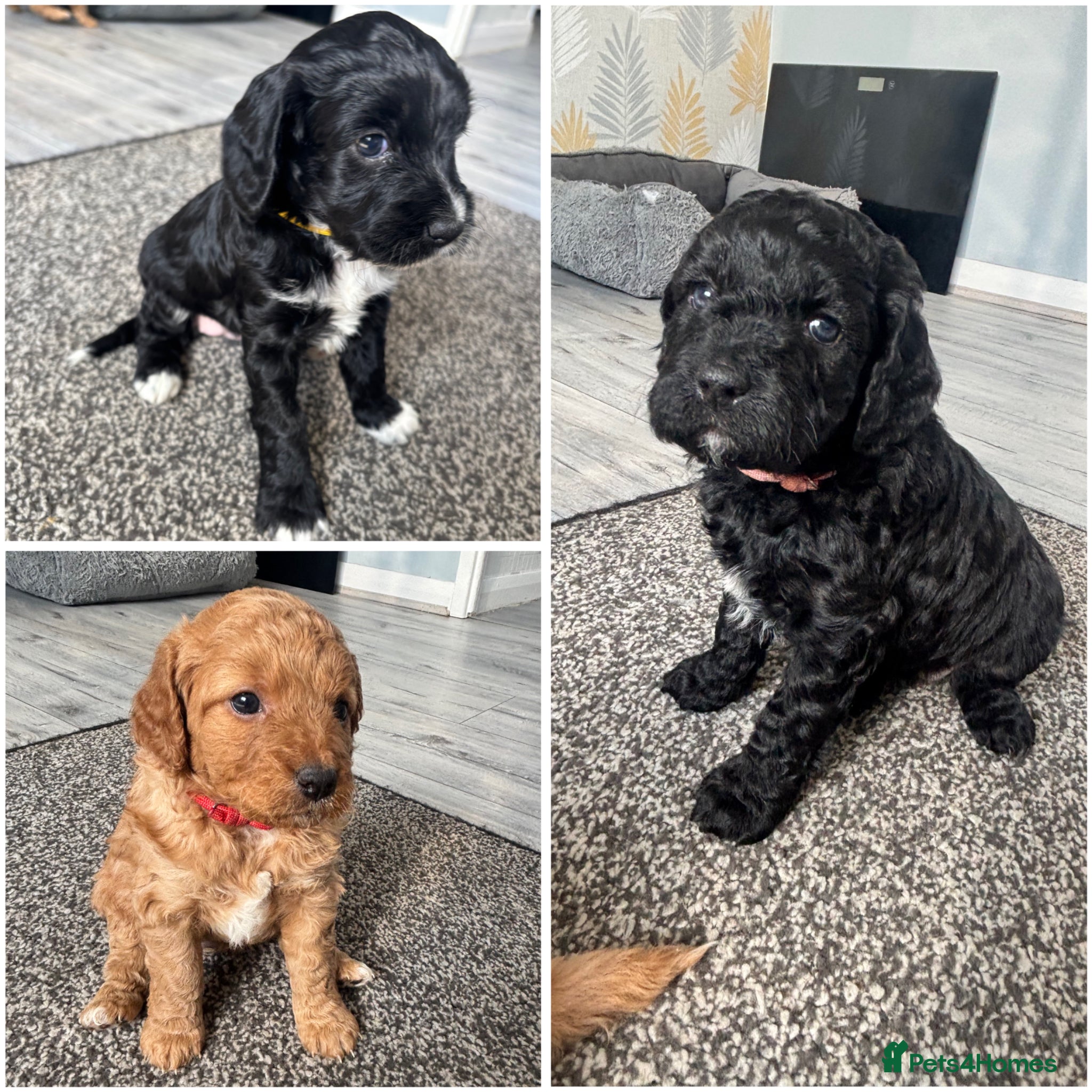 Cockapoo dogs Cockapoo puppies - Advert 15