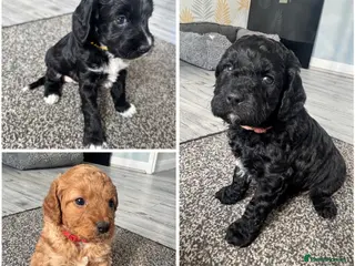 Cockapoo dogs Cockapoo puppies - Advert 15