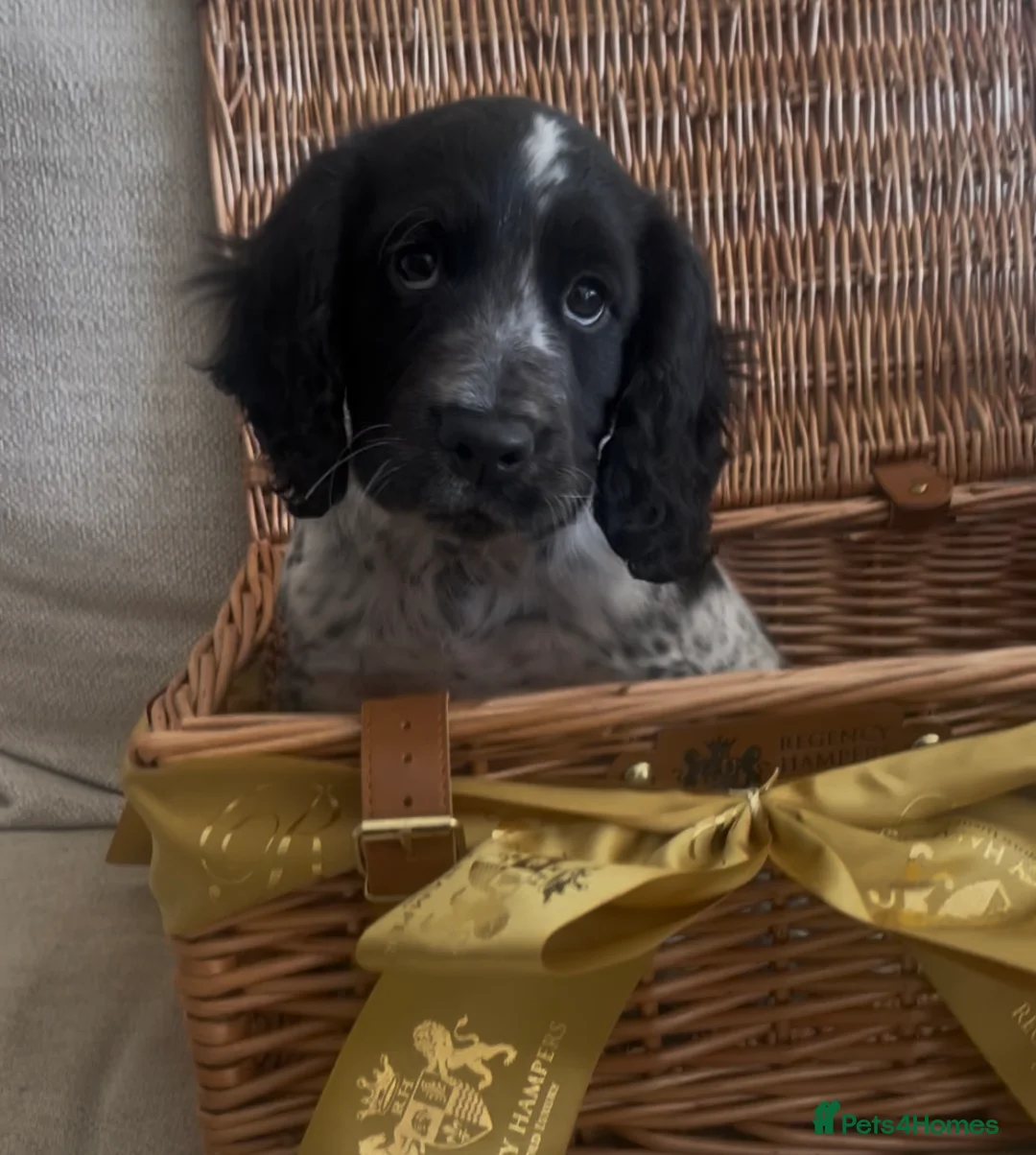 Cocker Spaniel dogs for sale: Handsome Male working cocker spaniel puppy. - Advert 1