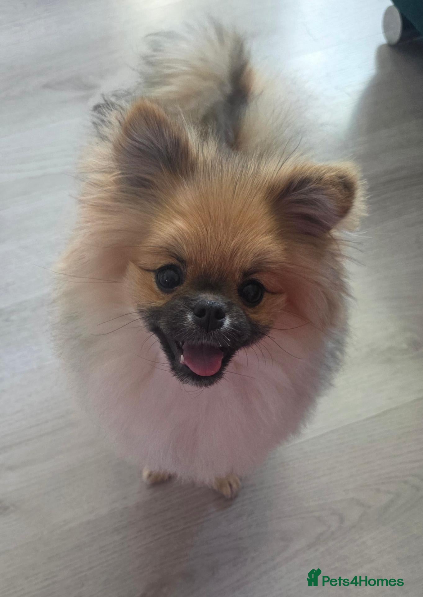 Pomeranian dogs Teddy beautiful pomeranian puppy - Advert 2