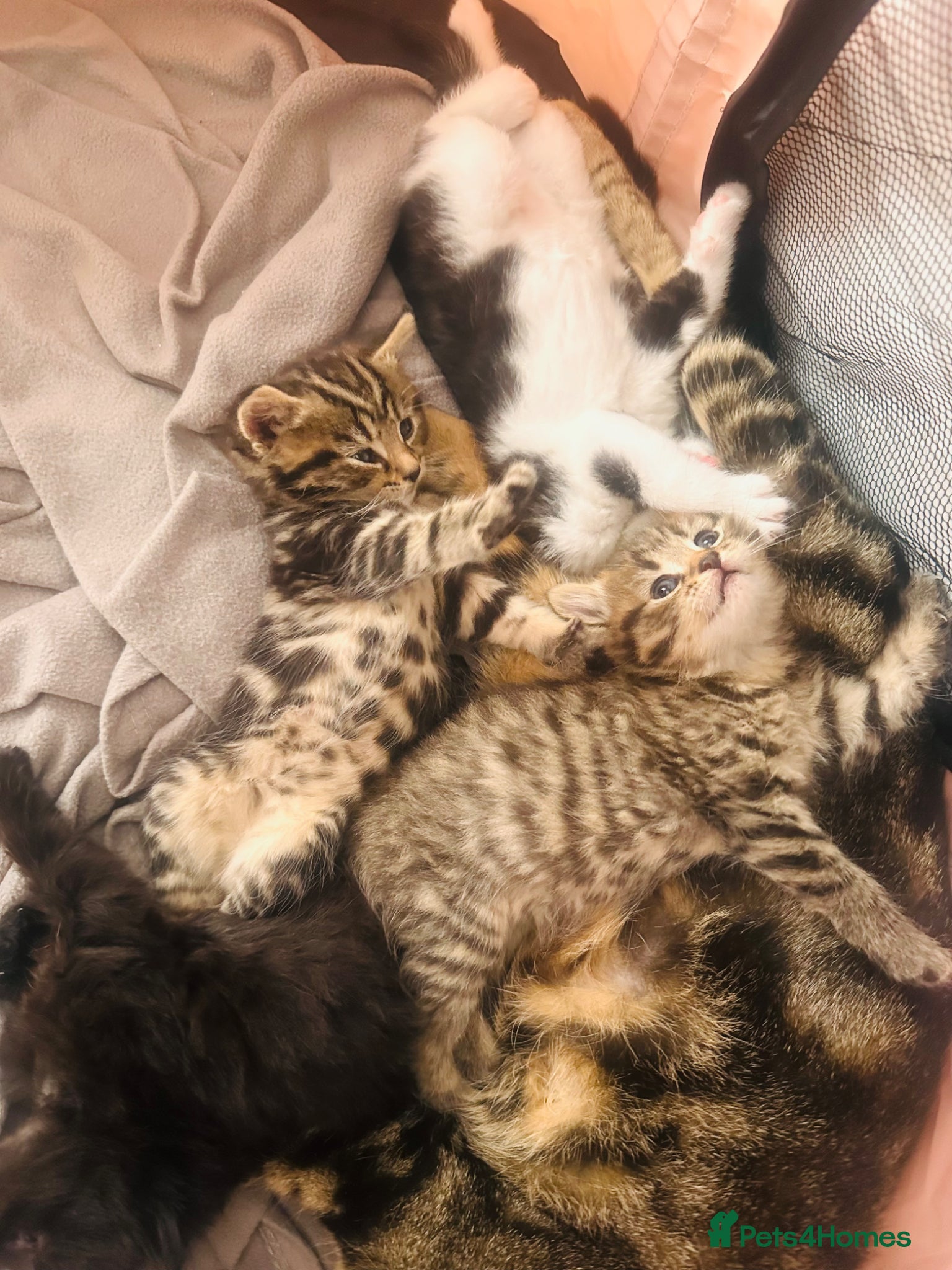 Mixed Breed cats 3 tabby mixed kittens for sale - Advert 3
