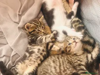 Mixed Breed cats 3 tabby mixed kittens for sale - Advert 3