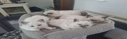 Ragdoll cats for sale: Stunning Ragdoll Kittens.  in Ilminster - Advert 7
