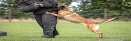 Belgian Shepherd Dog dogs for sale: KNPV BELGIAN MALINOIS SLEECKX in Stafford - Advert 7
