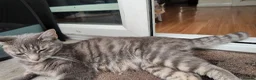 Mixed Breed cats for sale: 🐱 3 Beautiful Friendly Tabby Kittens in Milton Keynes - Advert 15