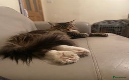 Maine Coon cats for sale: Beautiful Maine Coon Female - Advert 15