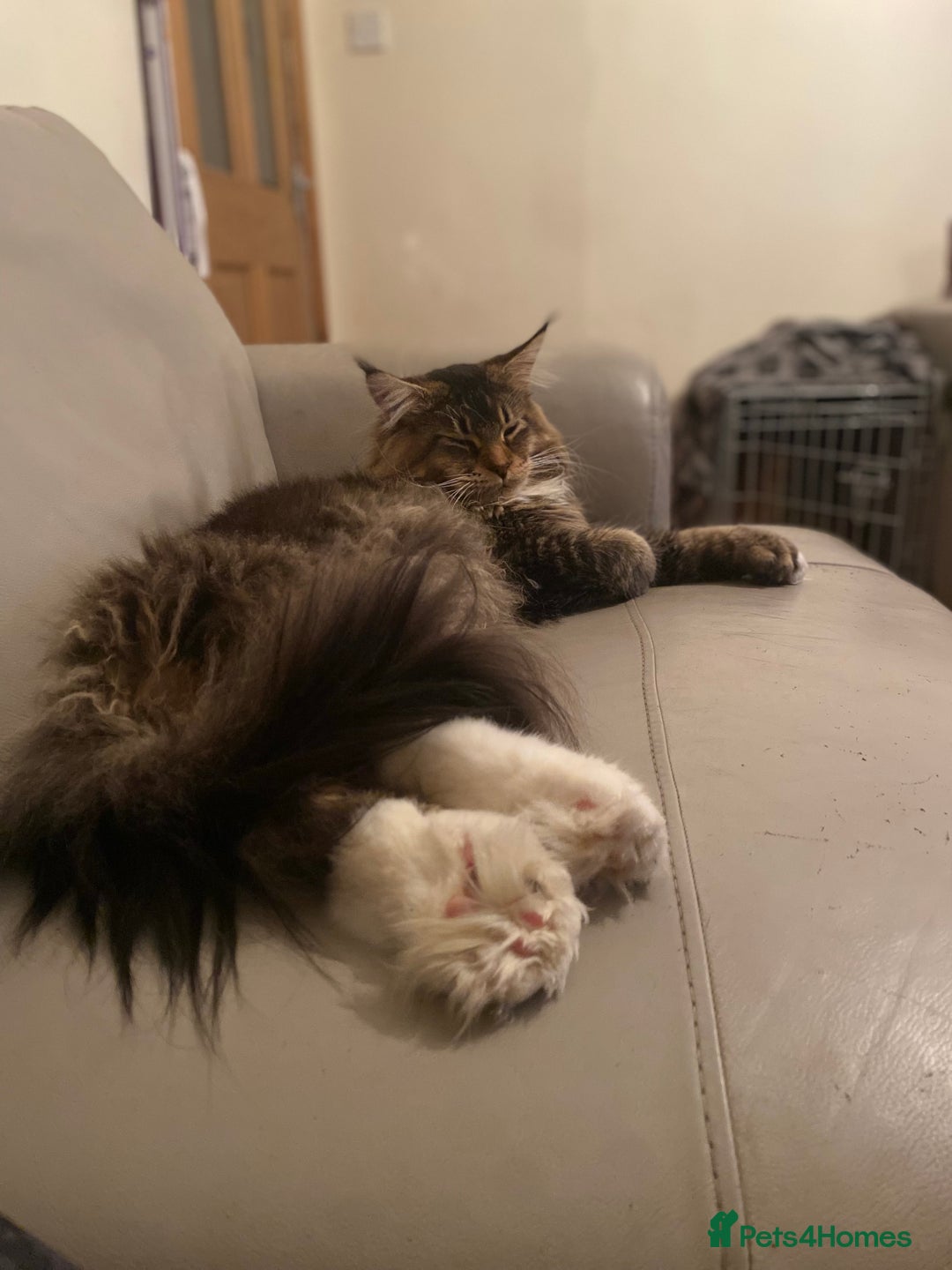 Maine Coon cats for sale: Beautiful Maine Coon Female - Advert 15