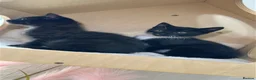 Mixed Breed cats for sale: Two Beautiful Kitten Sisters Looking for  Home - Advert 13